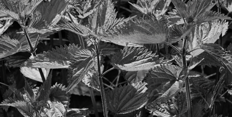 El Herbarium de Rosa Luxemburgo, por Mónica Nyrar